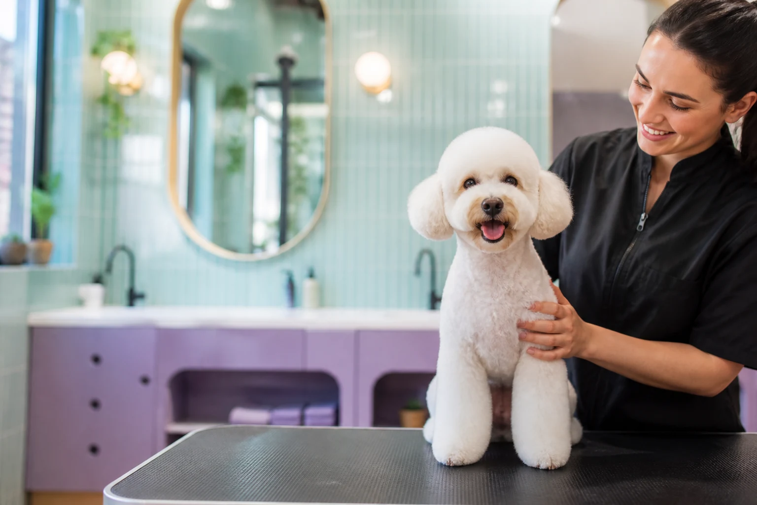 Small white poodle after a tidy trim in a colourful Ankara grooming salon